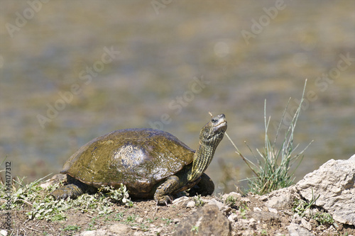 Photo: Balkan pond terrapin / Mauremys rivulata Balkan pond terrapin / Mauremys rivulata