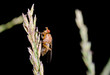 strange orange fly macro