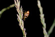 insect alien, (orange fly on grass)