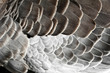 feather