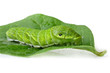 Green caterpillar Papilio dehaanii isolated on white