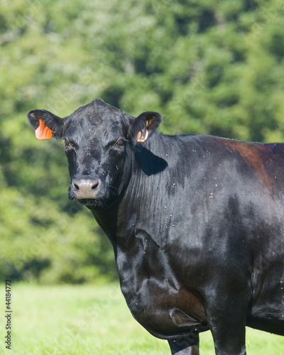 Photo: Black Angus Cow Black Angus Cow