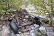 Autowrack im Fluss Verzasca