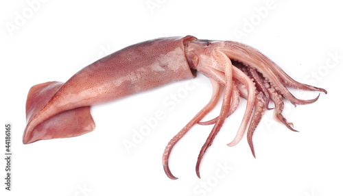 Photo: nice fresh squid nice fresh squid