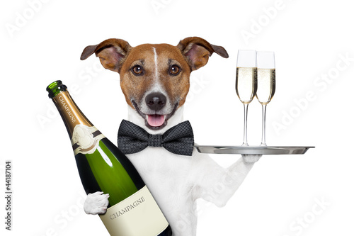 Photo: dog toasting dog toasting