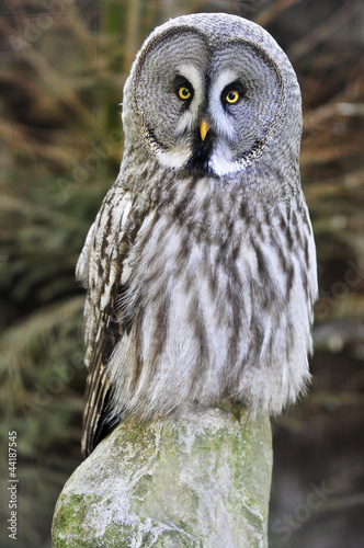 Photo: Habichtskauz Habichtskauz