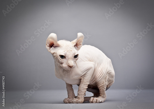 Photo: crouching hairless cat crouching hairless cat