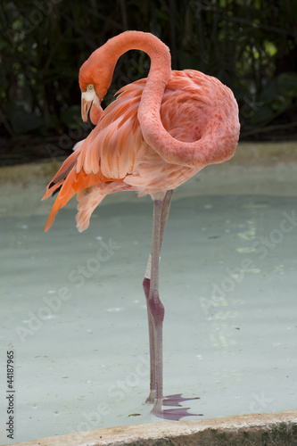 Photo: flamingo flamingo