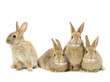 group of rabbits