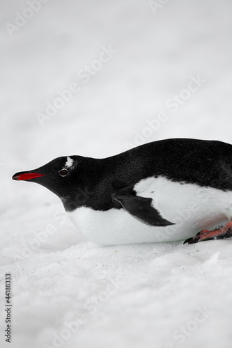 Photo: image of a gentoo penguin image of a gentoo penguin