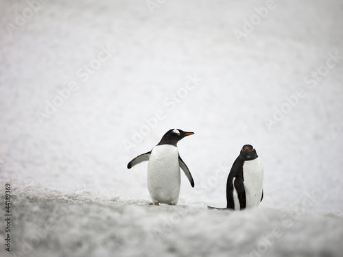 Photo: two gentoo penguins two gentoo penguins