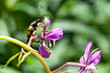 Yellow bug with long whisker on purple flower