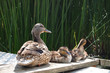 Entenfamilie