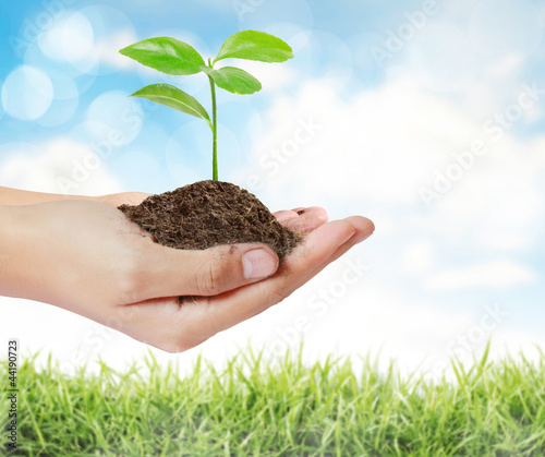 Photo: green plant in hand green plant in hand