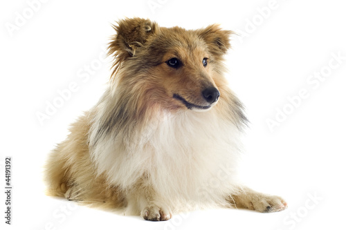 Foto: shetland dog shetland dog