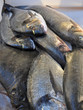 Foto: fisch fisch
