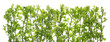 Isolated fence from   hawthorn