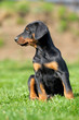Dobermann