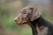 Dobermann