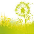 Grashalme Pusteblume und Löwenzahn