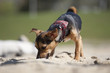 Kleinhund