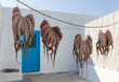 Octopuses drying in the sun in a Greek island