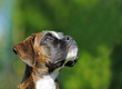 Boxer