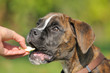 Boxer