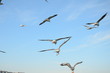 seagulls