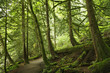 wald