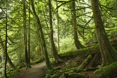 Photo: wald wald
