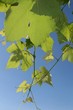 Photo: Fresh young grape leaves Fresh young grape leaves