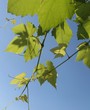 Photo: Fresh young grape leaves Fresh young grape leaves