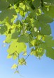 Photo: grape leaves against a blue sky grape leaves against a blue sky