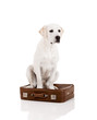 Dog with a suitcase