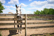 Horse on a Fence