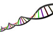 DNA STRAND genetic genome on white