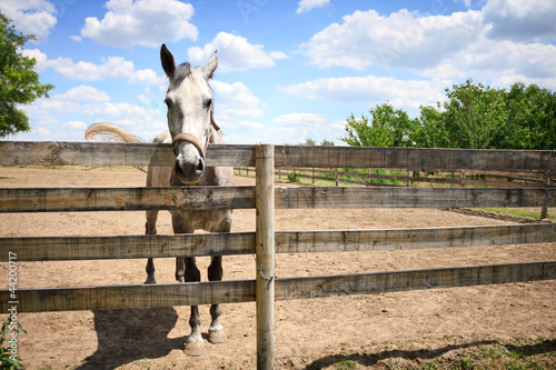 Photo: Horse on a Fence Horse on a Fence