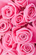 Pink roses