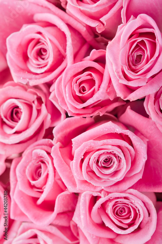 Photo: Pink roses Pink roses