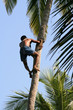 Photo: gathering coconuts gathering coconuts