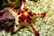 étoile de mer
