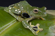 Peacock gliding frog / Rhacophorus kio