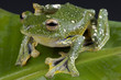 Gliding frog / Rhacophorus kio