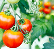Tomaten reifen im Garten