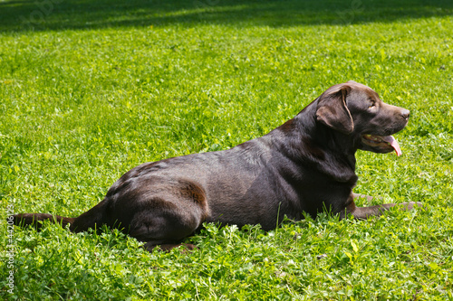 Photo: young chocolate labrador retriever lying on green grass young chocolate labrador retriever lying on green grass