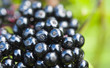 Black elderberry