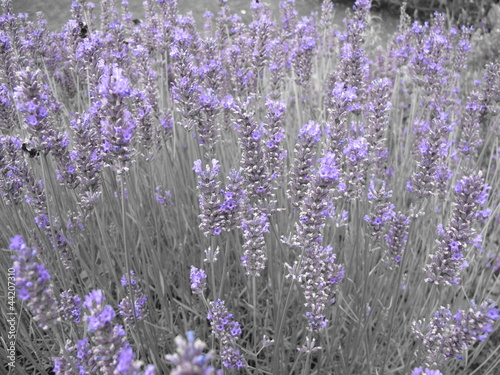 Photo: Lavender and bees Lavender and bees