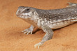 Desert iguana / Dipsosaurus dorsalis