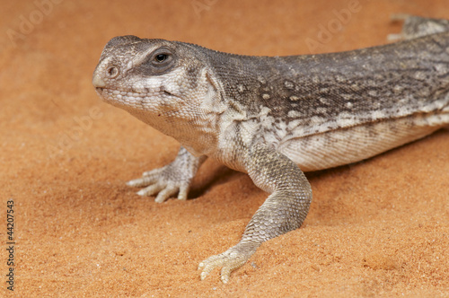 Photo: Desert iguana / Dipsosaurus dorsalis Desert iguana / Dipsosaurus dorsalis